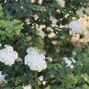 호스텔 루비 | 포르투갈 스페인 - 리스본 여행 (아주다 보타닉공원, 왕실보물 박물관, 제로니무스 수도원)
