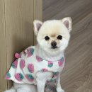 맥캔치킨 | 스타필드 다녀온 소소한 하루