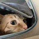 왕십리동물병원 이미지