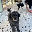 연대 | 동물자유연대 온독 유기견 산책 봉사 후기