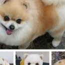 뽀미 애견 미용샵 이미지