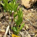 다래농장2 이미지