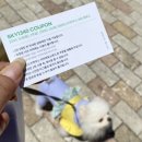 펫피드글로벌 | 글로벌 6K와 함께하는 2024 댕댕트레킹 후기, 강아지랑 갈만한곳 정선 하이원 강아지 운동장