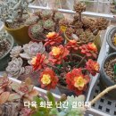화분걸이대 다육이 난간 거치대 선반 정리대 철재 방수효과 내돈내산 설치후기