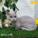 일산고양이분양&미용 반하나캣 이미지