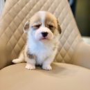 멍품 강아지분양 본점 이미지