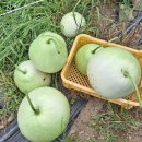 믿음 제1농장 이미지