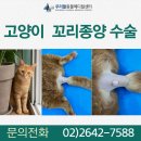 현메디칼 | 고양이 꼬리종양 수술 후기, 고양이 비만세포종 이란