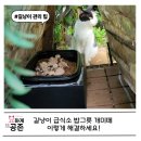 신기천 | 길고양이 급식소 밥그릇에 몰려드는 개미 떼들 이렇게 해보세요