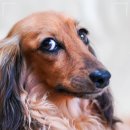 로얄동물암치료센터 이미지