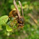 여왕벌PC 이미지