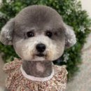 쑝이네 애견샵 이미지