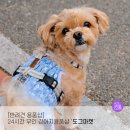 도그마캣구로 | 24시간 무인 반려동물 용품점 도그마캣