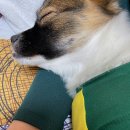 땡일리 애견 유치원 이미지