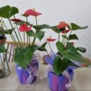 해나의정원 이미지