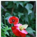 은희광사진가와 6월의양귀비꽃 나비와벌의모습3 이미지