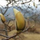 목련민박 이미지