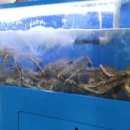 대게타운 이미지