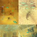 개꿈꾸는 고양이 이미지