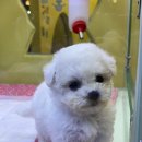 탑클래스 퍼피 | 창원 애견 분양 퍼피어스