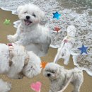 컴페니언바이주문진 이미지