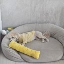 프롬율무 네이버블로그