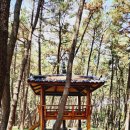 해전실비 | 서천 당일치기 여행 코스 장항스카이워크 송림산림욕장 동백나무숲