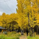 은행나무 이미지