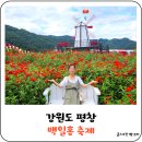 꽃그림천아트 | 가을꽃축제 평창 백일홍 축제 기본정보 입장료 공연 일정