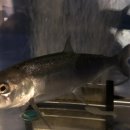 물고기의눈물이호수로 이미지