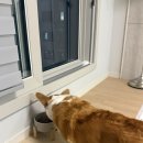 네이처펫 | 강아지 식기 주변 지저분함 끝, 네이처펫 논슬립 실리콘 식기매트 써보고 느낀 솔직 변화