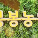봉봉농원묘목카페 이미지