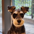 인천동물심장내과 이미지