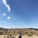 멍,멍# | [LA 여행] 마이리얼트립 조슈아 별멍투어 후기