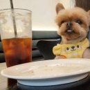양재역 애견 동반 카페 : 피트앤브레드에서 너무나 서러웠던 일..