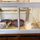 스프링그루밍 이미지