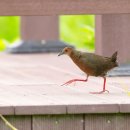 【쇠뜸부기사촌】Ruddy-breasted Crake 알락물병아리 이미지