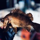 유명낚시 | 포항 볼락낚시 걸기만 하면 왕사미 웜 안 먹히고 지렁이에 터진 날