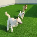 큰댕댕 개치원 이미지