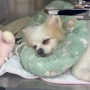 아띠동물의료센터 이미지