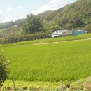 은행1리 이미지