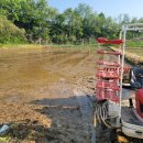 모심기 다 했어요. 이미지