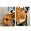 멍탕멍컷 이미지