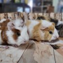 애니멀 프렌즈 이미지