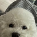 구름동물병원 네이버블로그