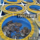 홍어랑 낙지랑 이미지