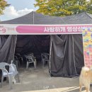 댕댕하개 이미지