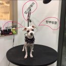 벨라루시 펫살롱 이미지