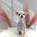 더 이쁘개 이미지