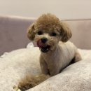 용인서현 동물병원 이미지